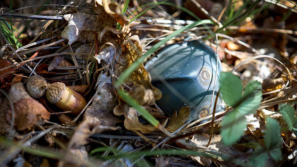 Пиротехники МЧС России уничтожили в севастопольском лесу 6 западных суббоеприпасов смотреть онлайн