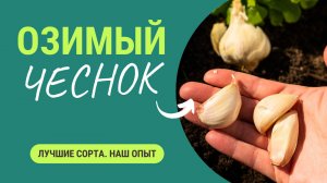 Озимый чеснок: лучшие проверенные сорта. Наш опыт