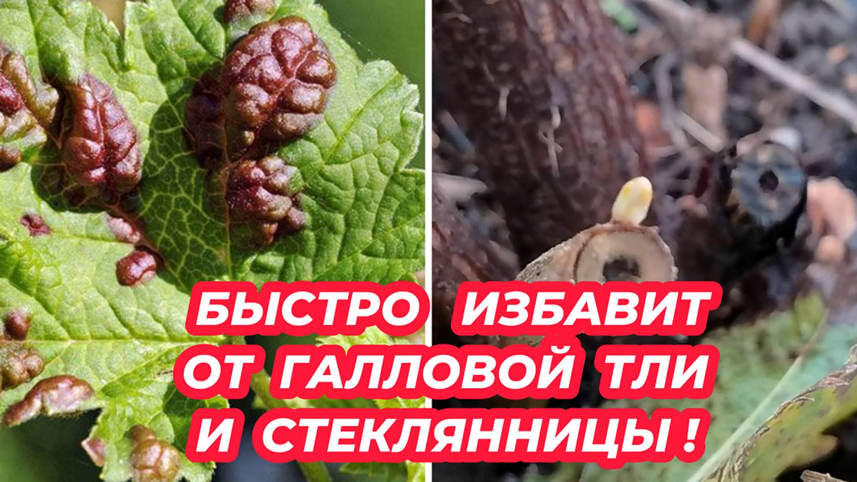 Как бороться с галловой тлей и стеклянницей на смородине - нашла простое средство! смотреть онлайн