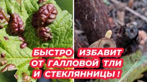 Как бороться с галловой тлей и стеклянницей на смородине - нашла простое средство!