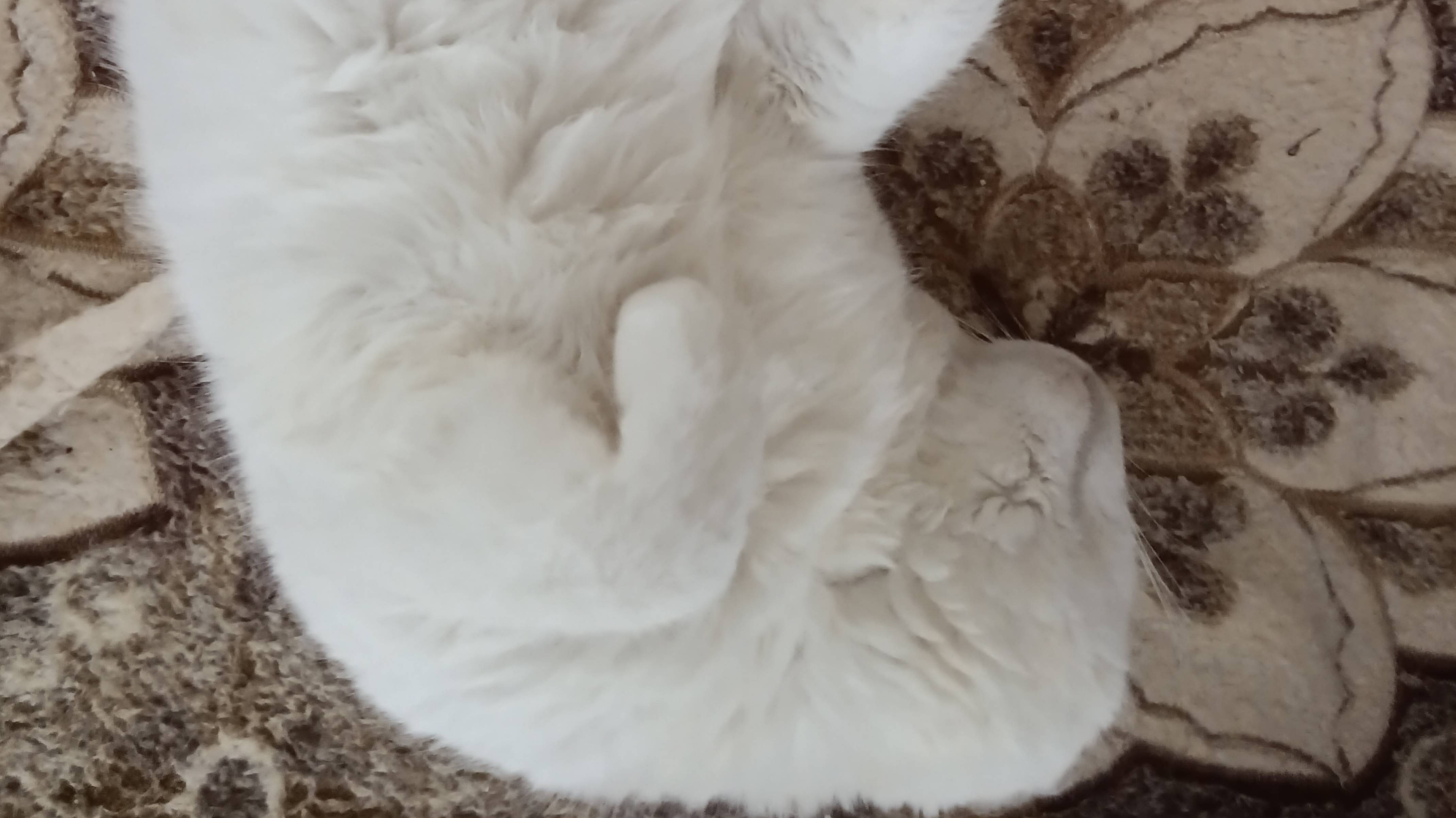 Домашний кошачий массаж смотреть онлайн