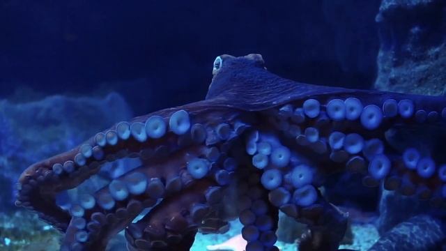 What would happen if you were swallowed by a whale? смотреть онлайн