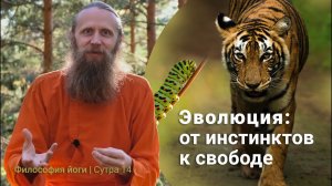 От инстинктов — к свободе выбора. Эволюция разума. | Философия йоги. Сутры на санскрите (№14)
