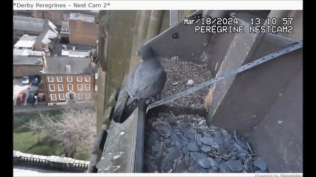 Derby Peregrines Male brings prey 18th March 2024 смотреть онлайн