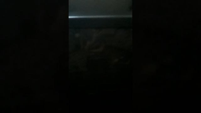 обзор на телевизор витязь крутой телевизор смотреть онлайн