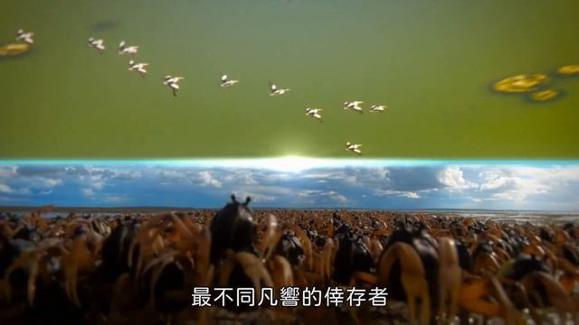 Magellan TV【狂野之地：澳洲】 現正熱播中 смотреть онлайн