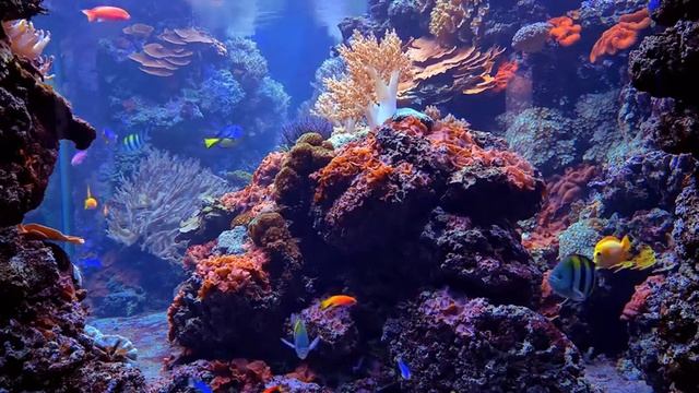 Аквариум с рыбками 4k / fish aquarium 4k | chilled dog смотреть онлайн