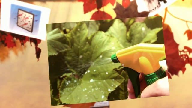 Treating Powdery Mildew In The Grow Room | hydroponics Halifax смотреть онлайн