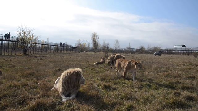 Львы поменяли место отдыха ! смотреть онлайн