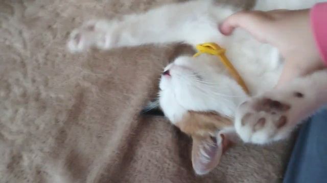 кошка Люська из деревни.mp4 смотреть онлайн