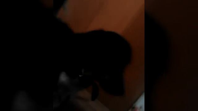 Мооя собака Бари смотреть онлайн