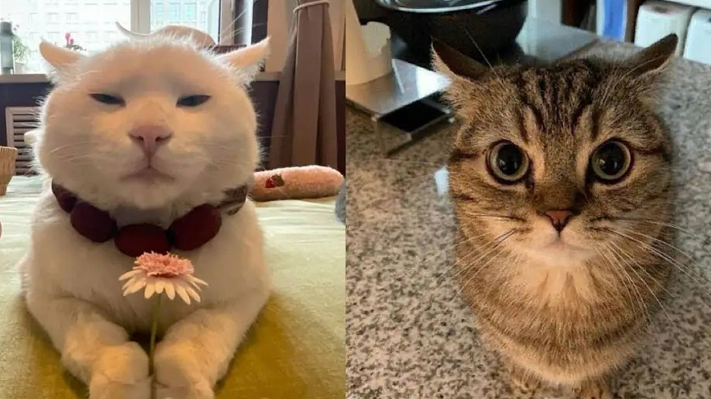 УГАР!Лучшие моменты 2024! ДО СЛЕЗ!!