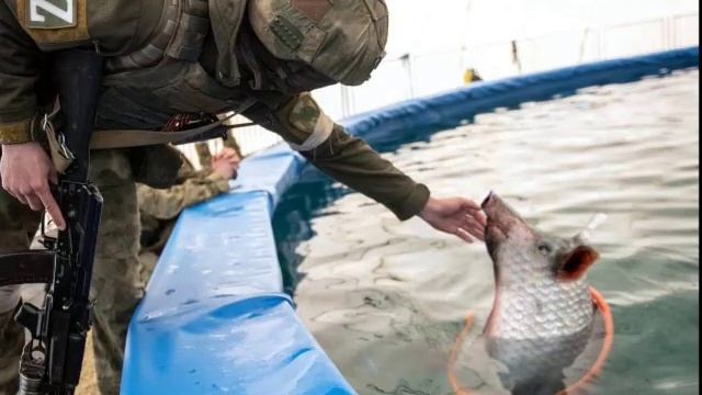 швайнокарась песня смотреть онлайн