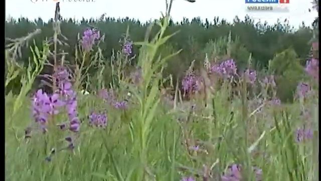 05 06 2015 Иван чай - О иван-чае и фестивале иван-чай смотреть онлайн
