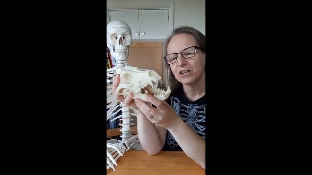 Skulls - predator or prey? смотреть онлайн