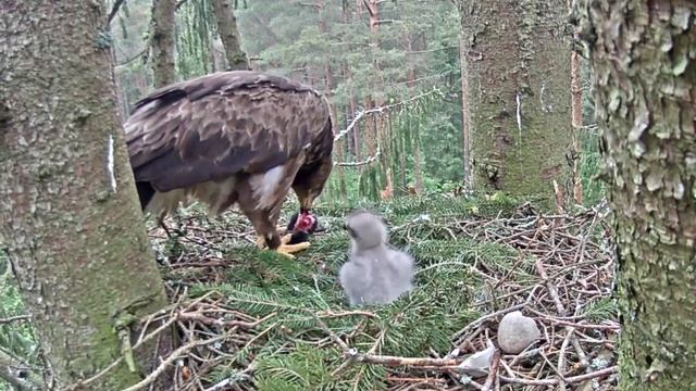 Mazais ērglis~First time the eaglet pecked at prey~7:27 am 2020/06/11 смотреть онлайн