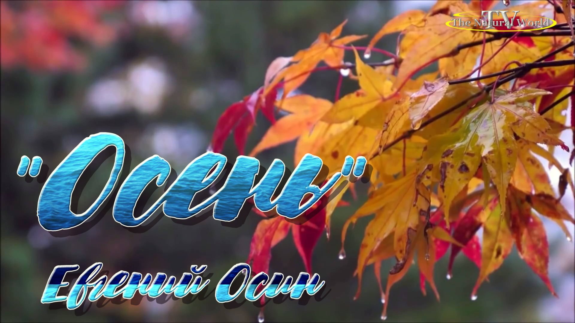 🍂 "Осень"🍁 Евгений Осин УХОДЯТ КУМИРЫ посвящается памяти /Евгения Осина/. Мы помним Звёзды 90-х смотреть онлайн