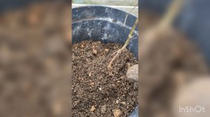 Посадка клематиса поздней осенью