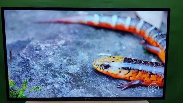 MTS TV Video Quality 65 Inch 4K video Quality #mtstv #ledtv смотреть онлайн