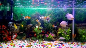 Живой аквариум #71 - Заставка для ТВ