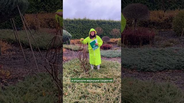 Подготовка метельчатой гортензии к зиме.