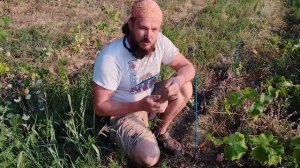 Электрокультура и Биодинамика. Начинаю внедрять!