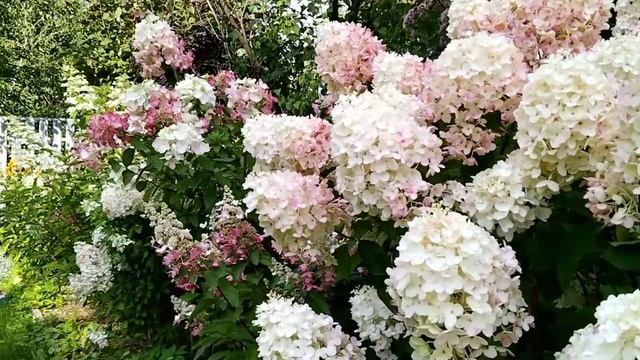 Гортензии-красавицы смотреть онлайн