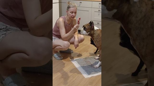 Сырое мясо, Cтаффорд и чихуахуа