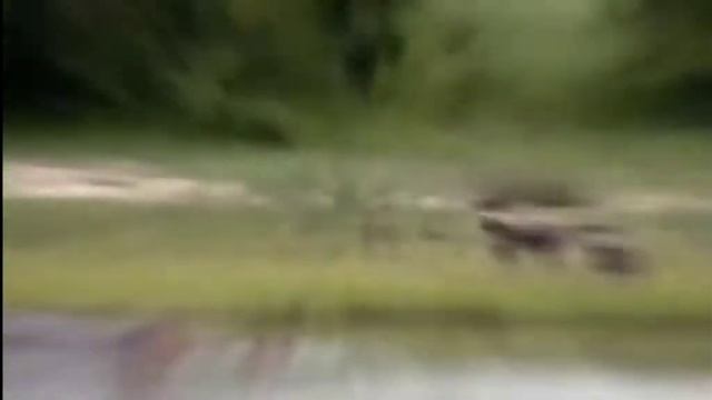 Full Story, Impala (Not Gazelle) And Prey Protector Hippo vs predators смотреть онлайн