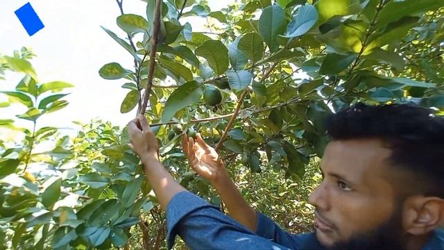 Red Colour Ke Nayab Pakistani Amrood | Rare Garden of Red Color Dictators | Lite info tv смотреть онлайн