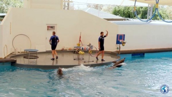 Kas, Turkey, august 2011. Divnig & dolphin show. Каш, Турция 2011, дайвинг. Дельфинарий в Анталье