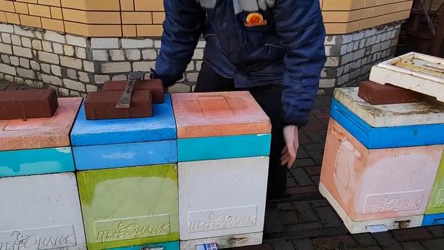Зимовка продолжается...Бакфаст. смотреть онлайн