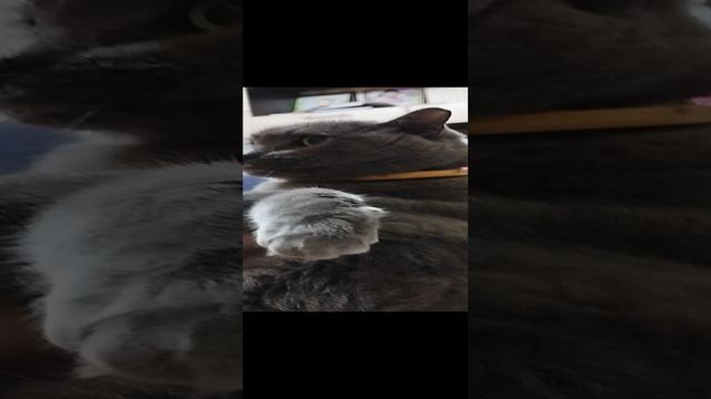 моя Шанель.mp4 смотреть онлайн
