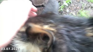 Ленивый газон. Мшанка от высадки в открытый грунт до первого снега