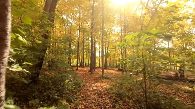 5 minute Meditation Music | Smusi Soothing Music,Music Therapy,Reduce Stress,Calm Music смотреть онлайн