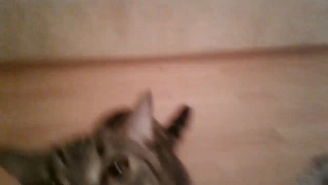 Случаи когда Сем бывает мимими😻/Сема TV смотреть онлайн