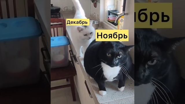 Поддержи подпиской 🙏 смотреть онлайн