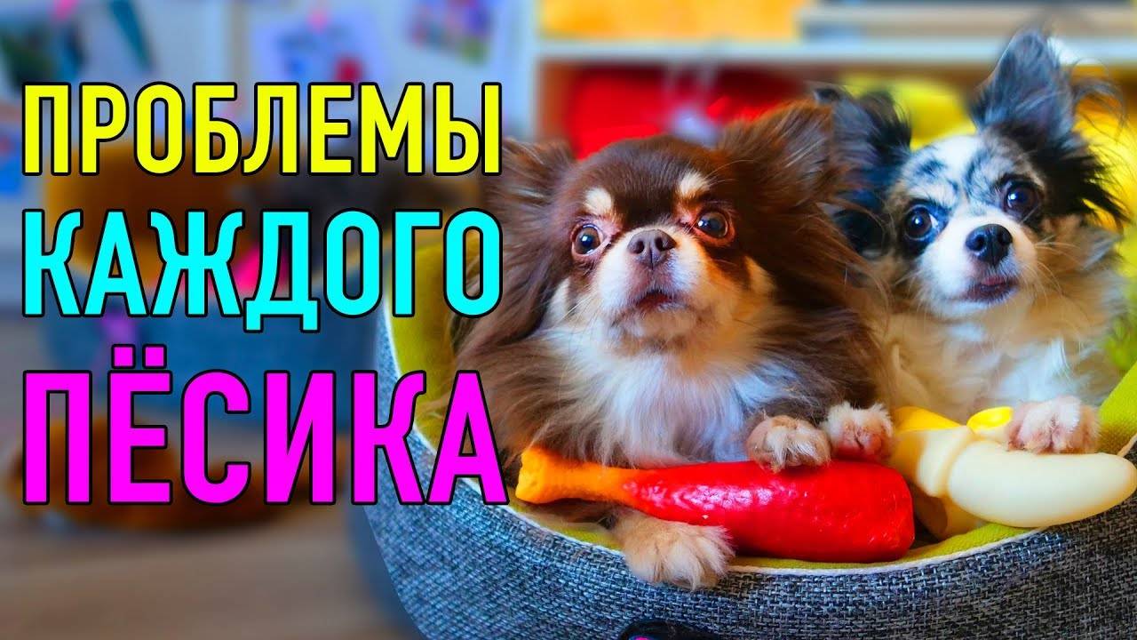 ПРОБЛЕМЫ КАЖДОГО ПЁСИКА | ПАРОДИЯ Magic Pets смотреть онлайн