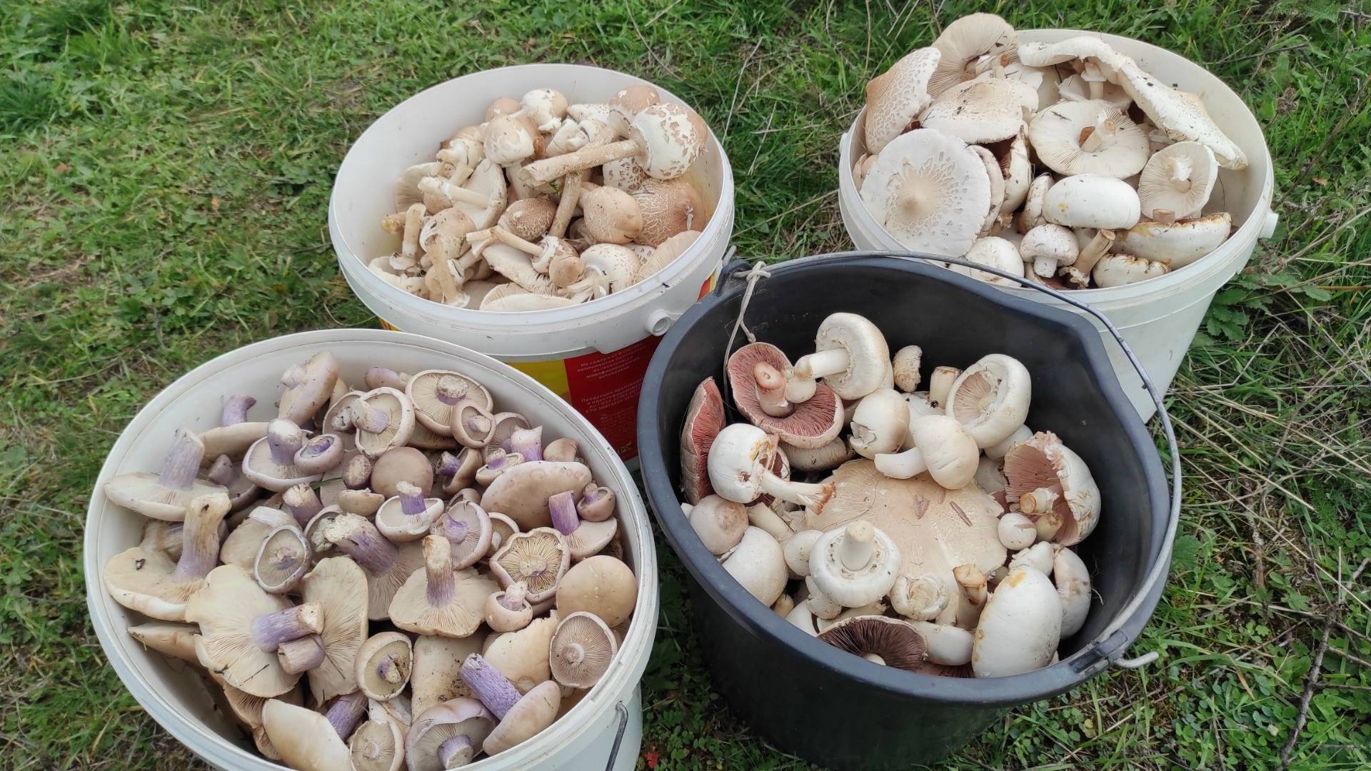 Синеножка или лиловоногая рядовка только начинается, сбор грибов в Крыму 2024 смотреть онлайн