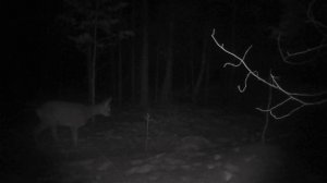 косули/кадры с фотоловушки/зима 2023