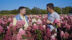 Ниваки // Золотое дерево или как продать сосну за 14 миллионов?! // История Евгения Олейника