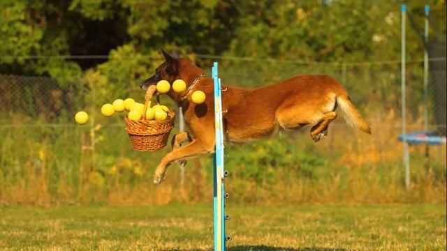 CHEER UP & Relax | HAPPY AND RELAXING DOGS | HAPPY MUSIC | 12 Minutes of Happiness with Pets 🐕 смотреть онлайн