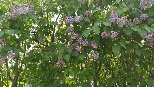 Я помню голос