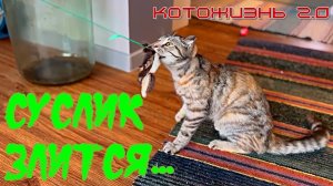 Суслик злится и не отдаёт игрушку | Полечили Суслика