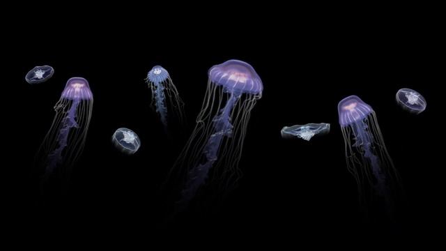 LG - Eclipse - UHD 4K Demo