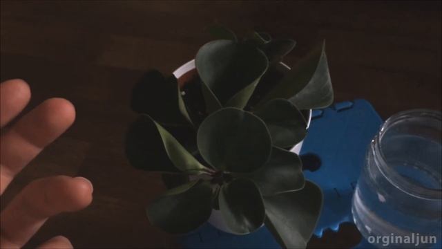 Watering Indication Peperomia Obtusifolia смотреть онлайн