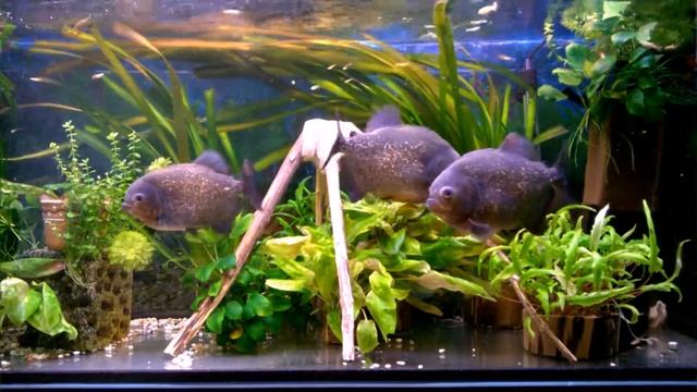 Мой аквариум с пираньями смотреть онлайн