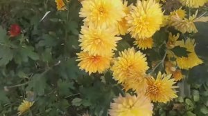 Валерий Леонтьев Девять хризантем. А впрочем, нету никаких проблем кроме этих хризантем.