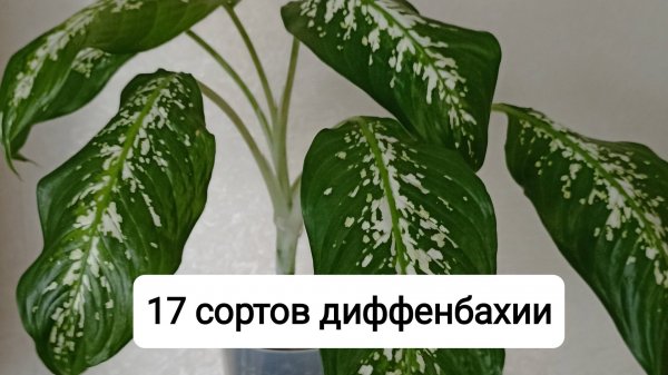 17 сортов диффенбахии