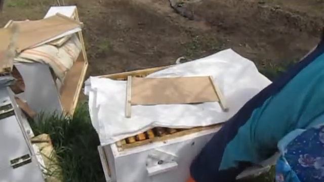 деление пчелосемьи на пол лета в лежаке смотреть онлайн